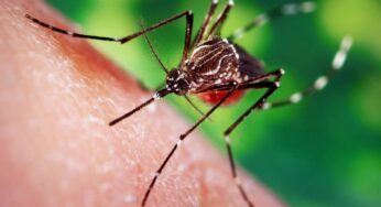 Why do Mosquitoes drink Human Blood? Know the Scientific Reason