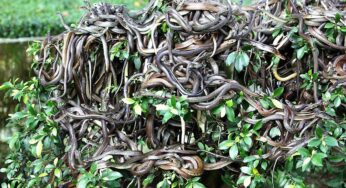 The Story of an Island Full of Snakes: From Where it is very difficult to Return Alive